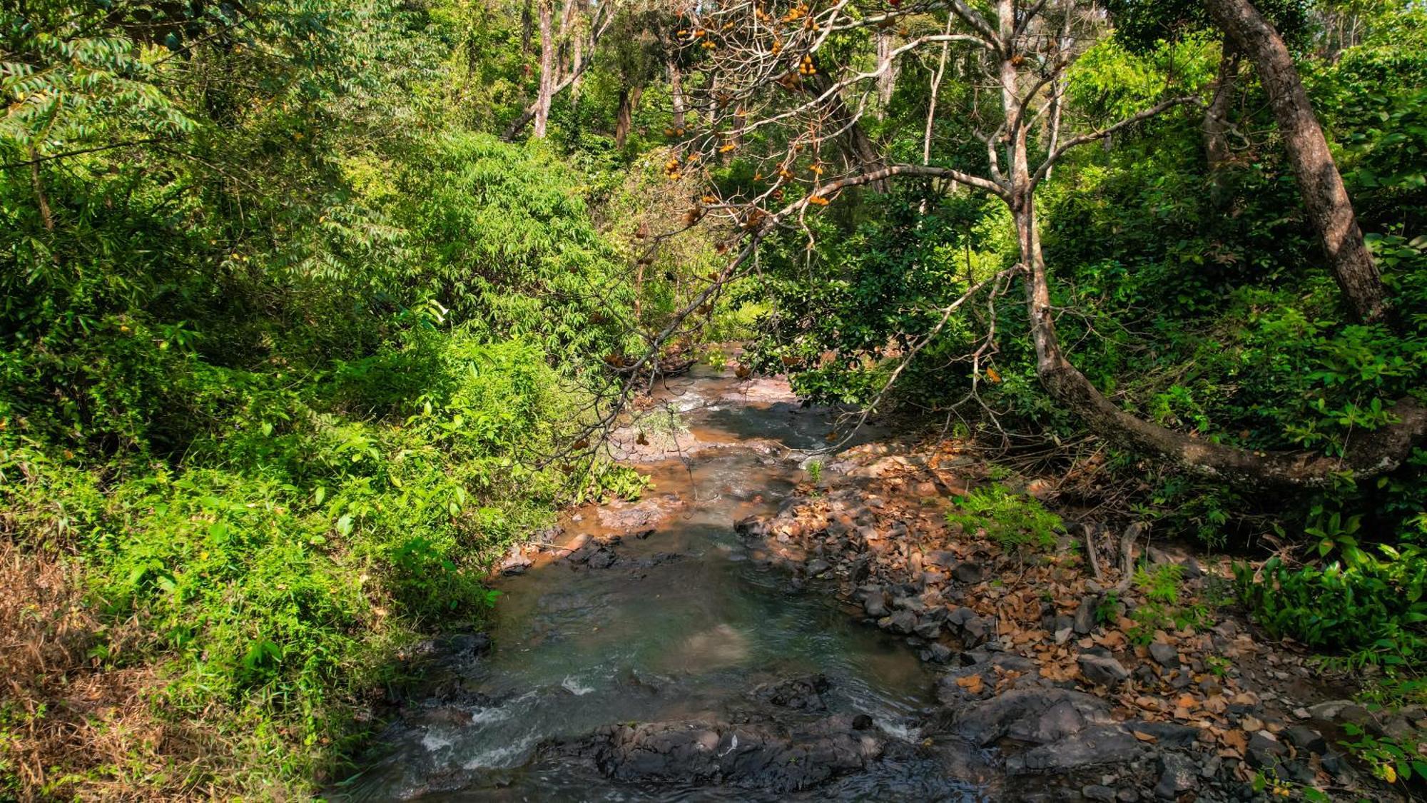 הוילה מדיקרי Kingmaker'S Plantation With River Stream מראה חיצוני תמונה